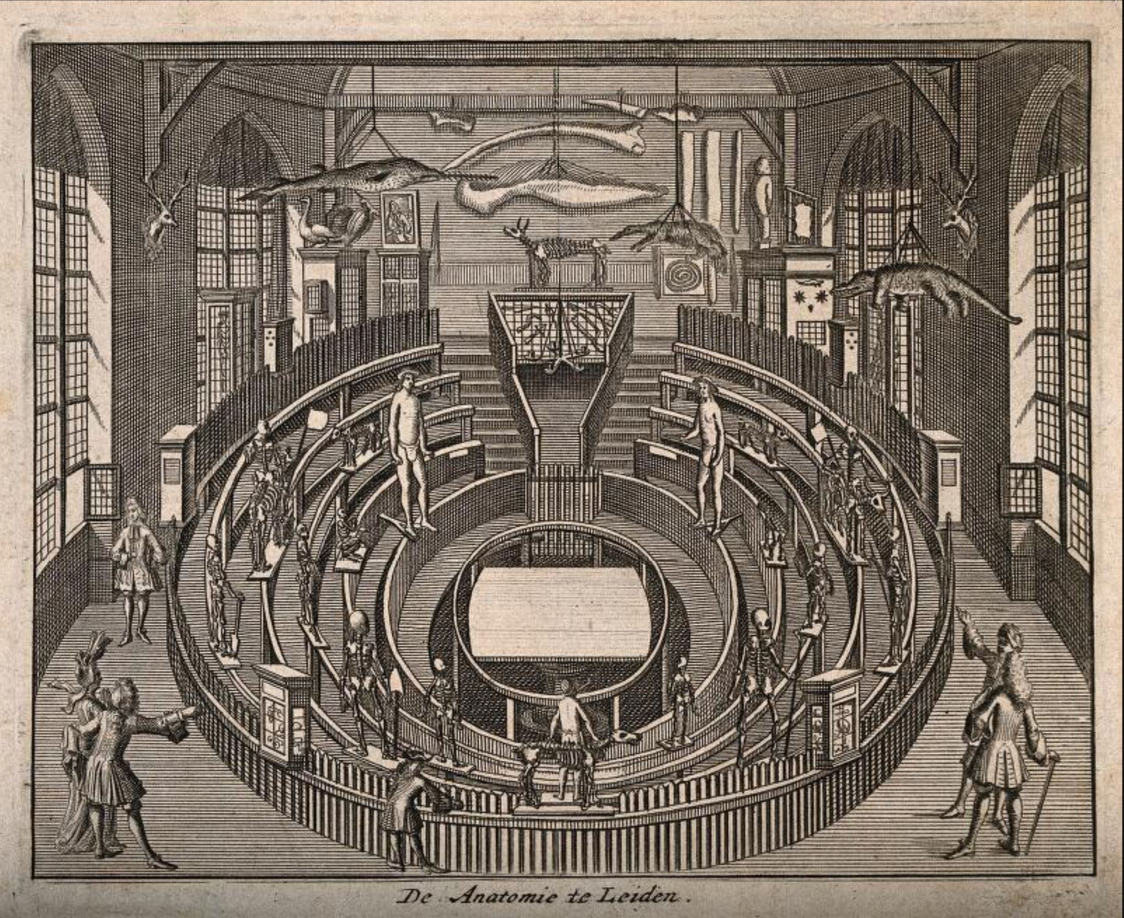 CFP per il Workshop internazionale &quot;Vedere l&#039;anatomia tra letteratura e arti&quot;